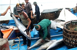 Phú Yên hỗ trợ 72 tỷ đồng cho ngư dân khai thác xa bờ